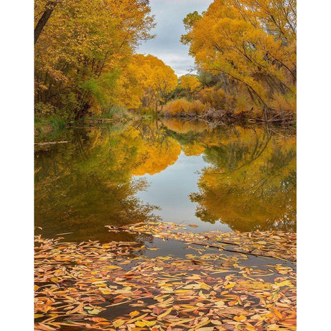 Verde River near Camp Verde-Arizona-USA White Modern Wood Framed Art Print by Fitzharris, Tim