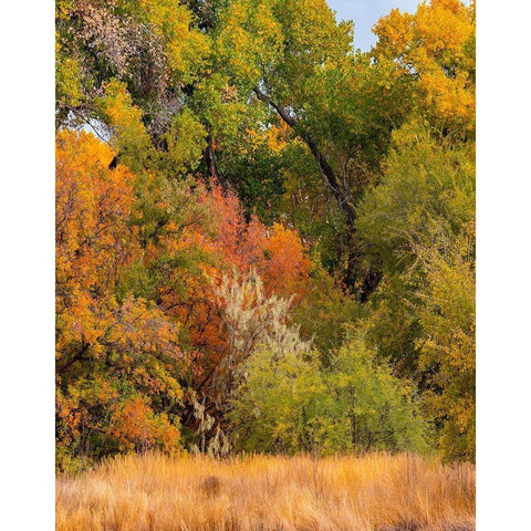 Verde River Valley near Camp Verde-Arizona-USA Gold Ornate Wood Framed Art Print with Double Matting by Fitzharris, Tim