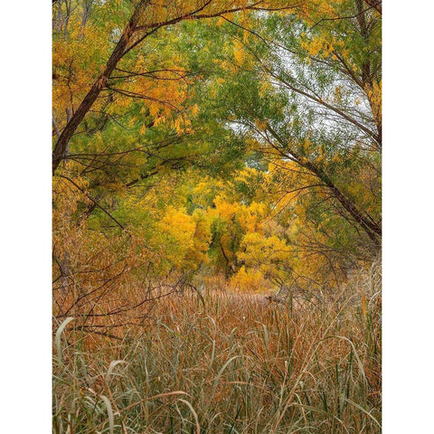 Verde River near Camp Verde-Arizona-USA Gold Ornate Wood Framed Art Print with Double Matting by Fitzharris, Tim