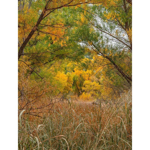 Verde River near Camp Verde-Arizona-USA Black Modern Wood Framed Art Print by Fitzharris, Tim