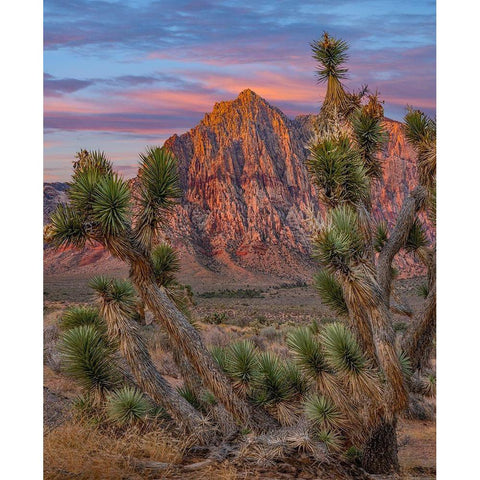 Red Rock Canyon National Conservation Area-Nevada-USA Black Modern Wood Framed Art Print with Double Matting by Fitzharris, Tim