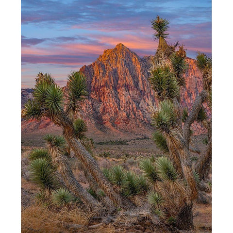 Red Rock Canyon National Conservation Area-Nevada-USA Gold Ornate Wood Framed Art Print with Double Matting by Fitzharris, Tim