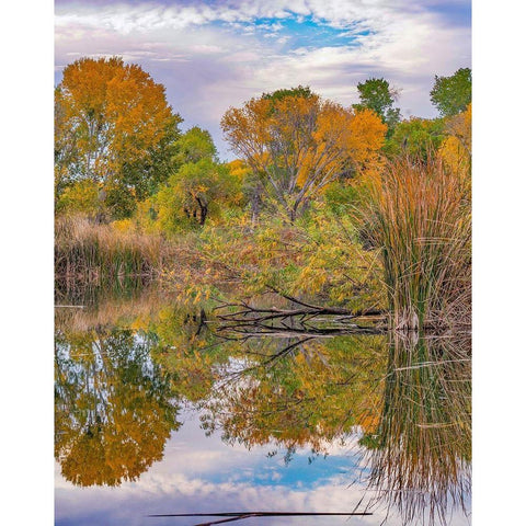 Dead Horse Ranch State Park-Arizona-USA Black Modern Wood Framed Art Print with Double Matting by Fitzharris, Tim