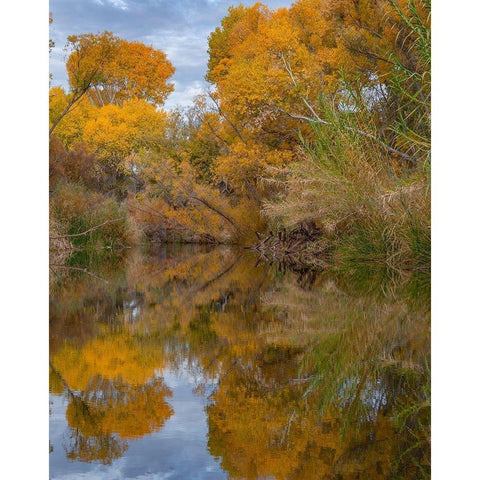 Dead Horse Ranch State Park-Arizona-USA Black Modern Wood Framed Art Print by Fitzharris, Tim