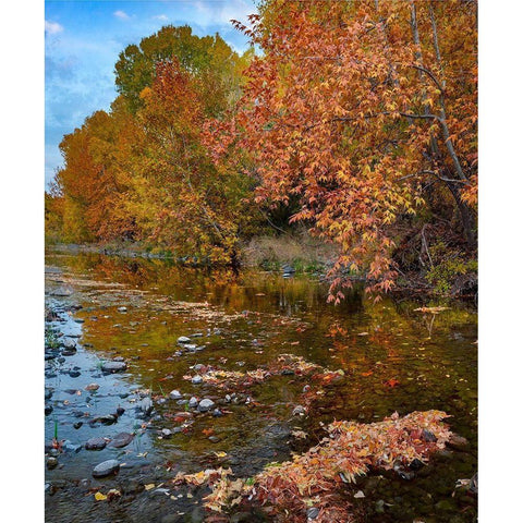 East Verde River-Arizona-USA Black Modern Wood Framed Art Print with Double Matting by Fitzharris, Tim