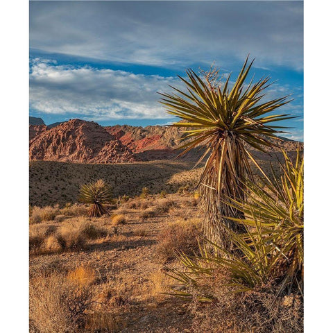 Red Rock Canyon National Conservation Area near Las Vegas-Nevada White Modern Wood Framed Art Print by Fitzharris, Tim