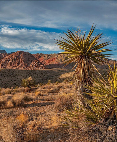 Red Rock Canyon National Conservation Area near Las Vegas-Nevada White Modern Wood Framed Art Print with Double Matting by Fitzharris, Tim