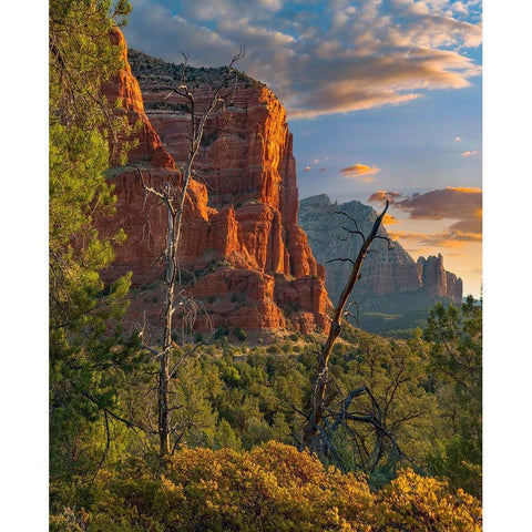 Coconino National Forest near Sedona-Arizona-USA Gold Ornate Wood Framed Art Print with Double Matting by Fitzharris, Tim