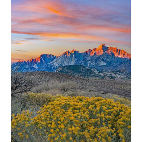 Sierra Nevada from Buttermilk Road near Bishop-California-USA White Modern Wood Framed Art Print by Fitzharris, Tim