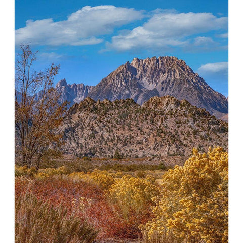 Sierra Nevada from Buttermilk Road near Bishop-California-USA White Modern Wood Framed Art Print by Fitzharris, Tim