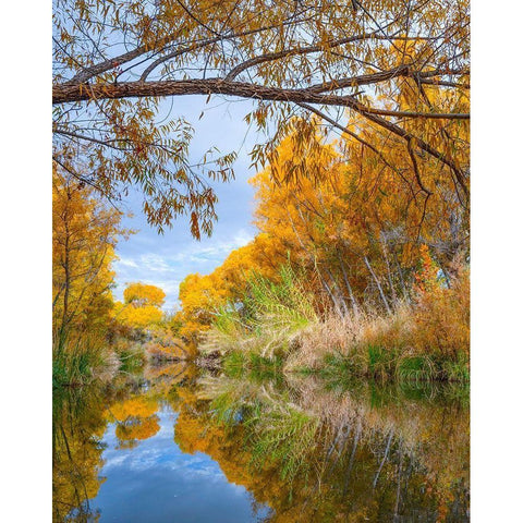 Dead Horse Ranch State Park-Arizona-USA Black Modern Wood Framed Art Print with Double Matting by Fitzharris, Tim