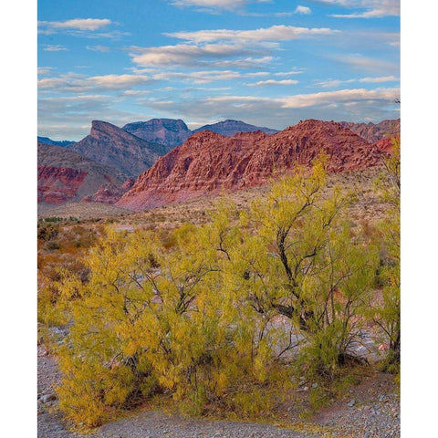 Calico Hills-Red Rock Canyon National Conservation Area-Nevada Gold Ornate Wood Framed Art Print with Double Matting by Fitzharris, Tim