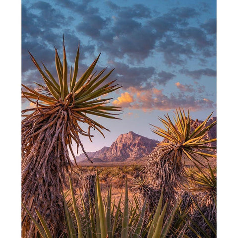 Red Rock Canyon National Conservation Area near Las Vegas-Nevada Black Modern Wood Framed Art Print with Double Matting by Fitzharris, Tim
