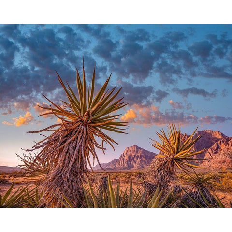 Red Rock Canyon National Conservation Area near Las Vegas-Nevada Gold Ornate Wood Framed Art Print with Double Matting by Fitzharris, Tim