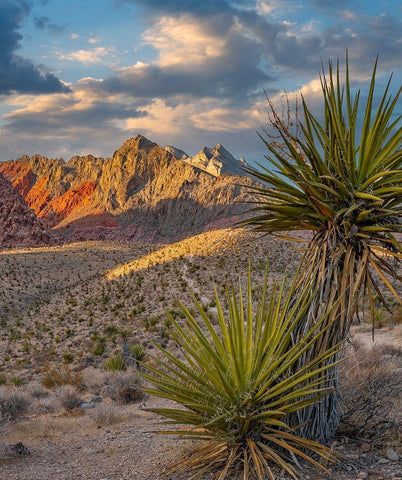 Red Rock Canyon National Conservation Area near Las Vegas-Nevada White Modern Wood Framed Art Print with Double Matting by Fitzharris, Tim