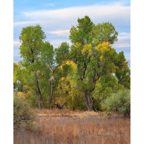 Riverine Forest-Dead Horse Ranch State Park-Arizona Gold Ornate Wood Framed Art Print with Double Matting by Fitzharris, Tim