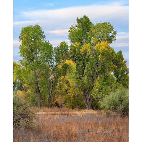 Riverine Forest-Dead Horse Ranch State Park-Arizona Black Modern Wood Framed Art Print with Double Matting by Fitzharris, Tim