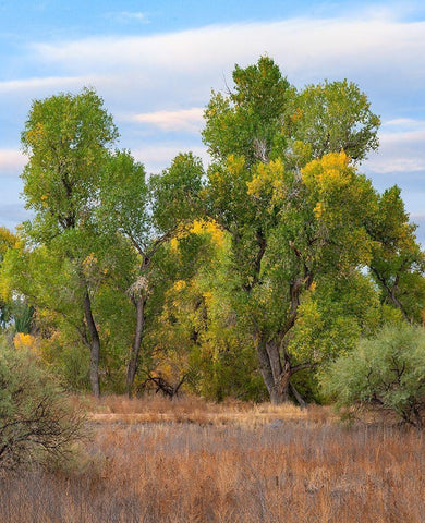 Riverine Forest-Dead Horse Ranch State Park-Arizona White Modern Wood Framed Art Print with Double Matting by Fitzharris, Tim