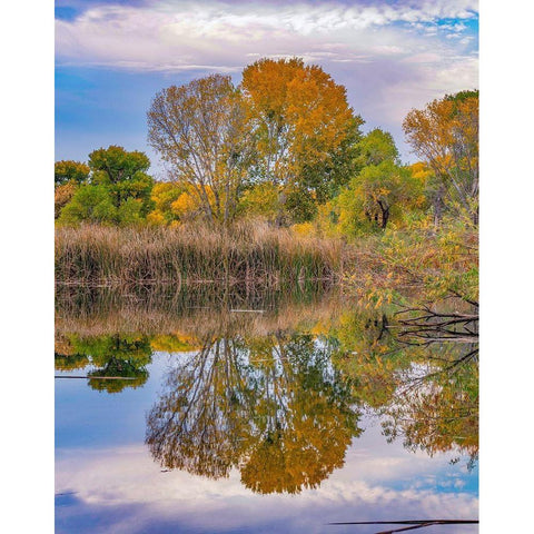 Dead Horse Ranch State Park-Arizona-USA Black Modern Wood Framed Art Print by Fitzharris, Tim