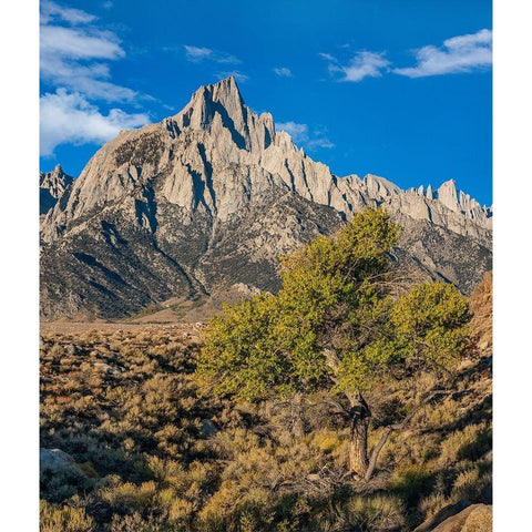 Lone Pine and Cottonwood Tree-Sierra Nevada-CA Black Modern Wood Framed Art Print with Double Matting by Fitzharris, Tim