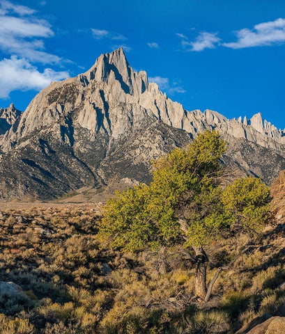 Lone Pine and Cottonwood Tree-Sierra Nevada-CA White Modern Wood Framed Art Print with Double Matting by Fitzharris, Tim