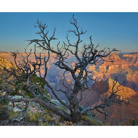 Dead Pine at Desert View White Modern Wood Framed Art Print by Fitzharris, Tim