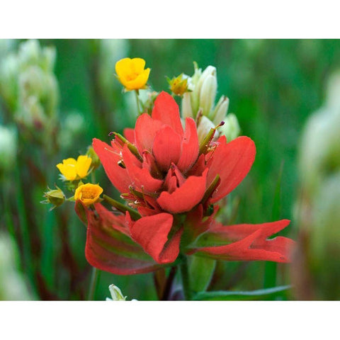 Red Paintbrush Colorado Gold Ornate Wood Framed Art Print with Double Matting by Fitzharris, Tim