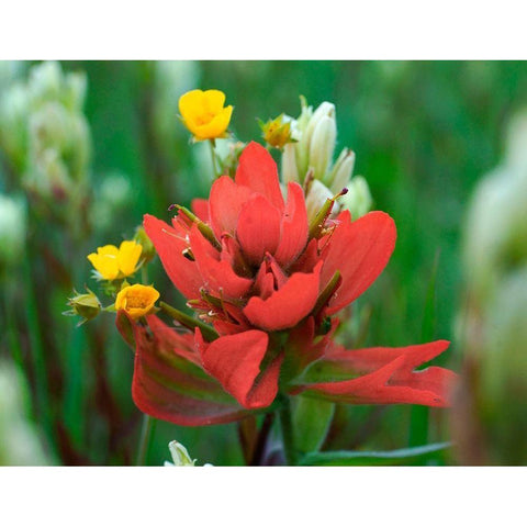 Red Paintbrush Colorado Black Modern Wood Framed Art Print with Double Matting by Fitzharris, Tim