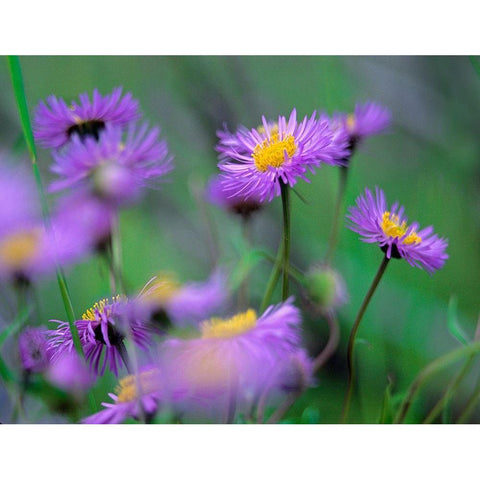 Mountain Daises White Modern Wood Framed Art Print by Fitzharris, Tim