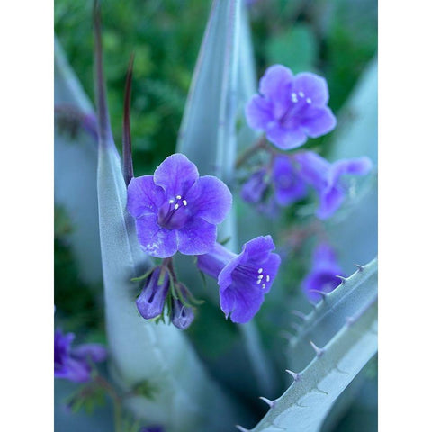 Blue Phacelia and Agave I White Modern Wood Framed Art Print by Fitzharris, Tim