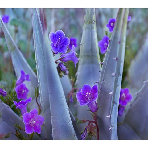 Blue Phacelia and Agave II Black Modern Wood Framed Art Print with Double Matting by Fitzharris, Tim