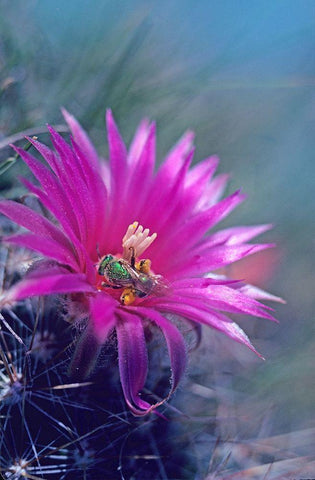 Bee in Hedgehog Cactus White Modern Wood Framed Art Print with Double Matting by Fitzharris, Tim