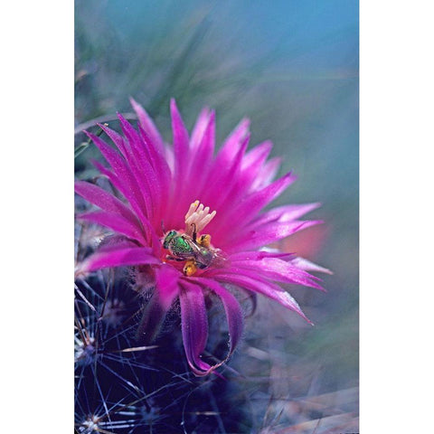 Bee in Hedgehog Cactus Black Modern Wood Framed Art Print with Double Matting by Fitzharris, Tim
