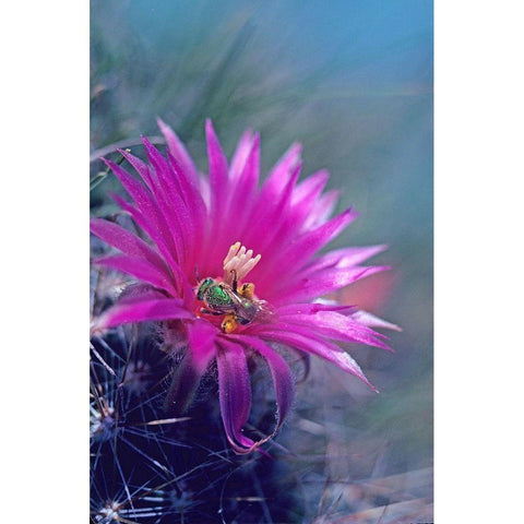 Bee in Hedgehog Cactus Black Modern Wood Framed Art Print by Fitzharris, Tim