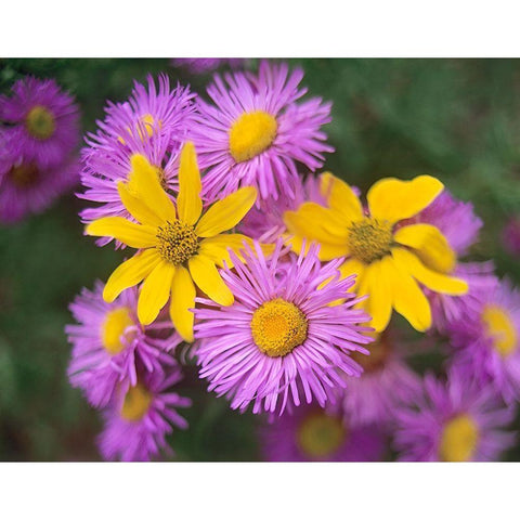 Little Sunflowers and Asters White Modern Wood Framed Art Print by Fitzharris, Tim