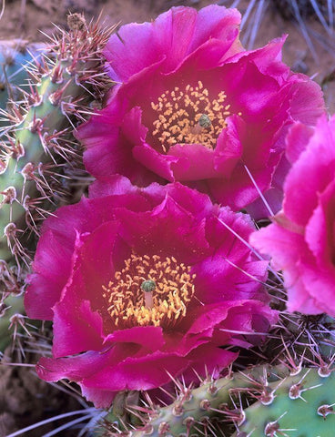 Grizzly Bear Cactus in Bloom White Modern Wood Framed Art Print with Double Matting by Fitzharris, Tim