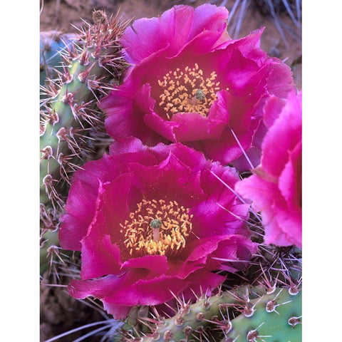 Grizzly Bear Cactus in Bloom Gold Ornate Wood Framed Art Print with Double Matting by Fitzharris, Tim