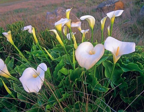 Calla Lilies Black Ornate Wood Framed Art Print with Double Matting by Fitzharris, Tim