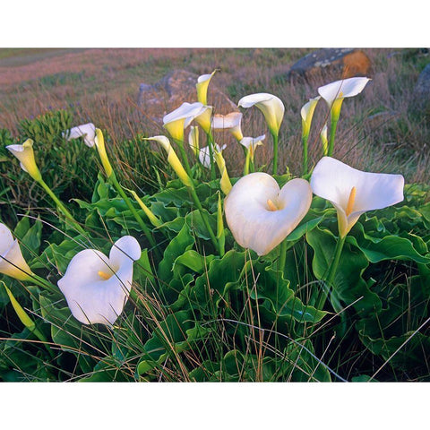 Calla Lilies Black Modern Wood Framed Art Print by Fitzharris, Tim