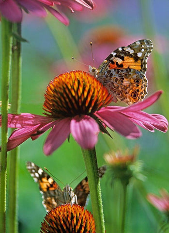 Painted Lady Butterfly Black Ornate Wood Framed Art Print with Double Matting by Fitzharris, Tim