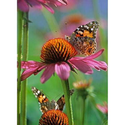 Painted Lady Butterfly Gold Ornate Wood Framed Art Print with Double Matting by Fitzharris, Tim