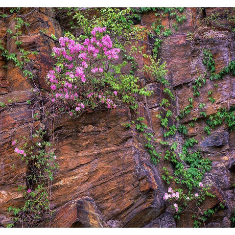 Rhododendron in bloom Gold Ornate Wood Framed Art Print with Double Matting by Fitzharris, Tim