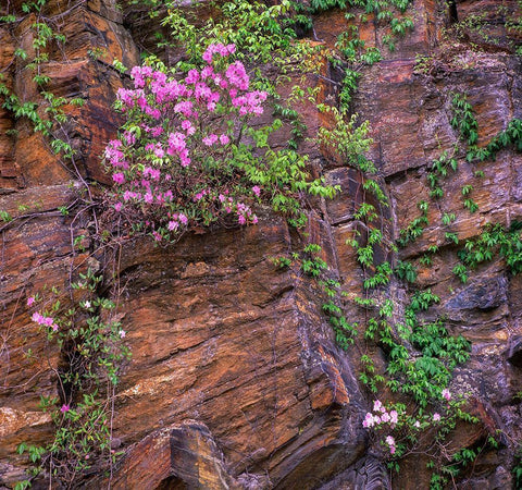 Rhododendron in bloom White Modern Wood Framed Art Print with Double Matting by Fitzharris, Tim