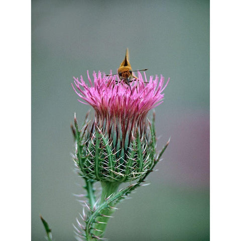 Least Skipper Butterfly on Bull Thistle Black Modern Wood Framed Art Print with Double Matting by Fitzharris, Tim