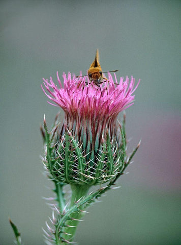 Least Skipper Butterfly on Bull Thistle Black Ornate Wood Framed Art Print with Double Matting by Fitzharris, Tim