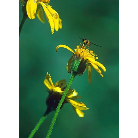 Bee on Golden Eyes Bloom Black Modern Wood Framed Art Print with Double Matting by Fitzharris, Tim