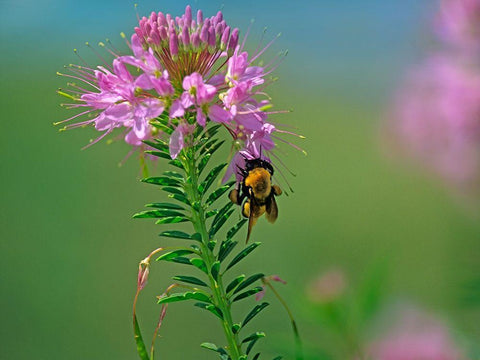 Bumble Bee Hangong on Rock Mountain Beeplant Black Ornate Wood Framed Art Print with Double Matting by Fitzharris, Tim