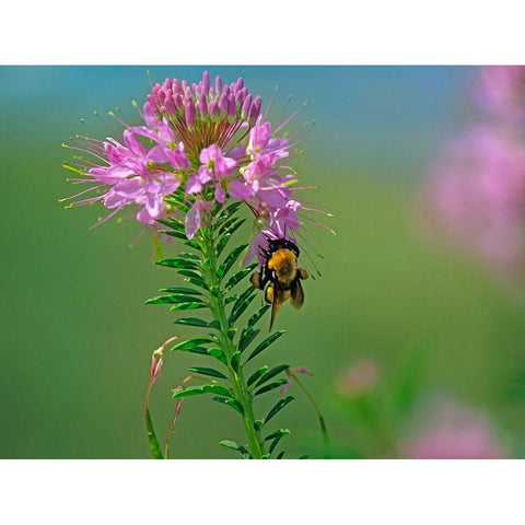 Bumble Bee Hangong on Rock Mountain Beeplant White Modern Wood Framed Art Print by Fitzharris, Tim