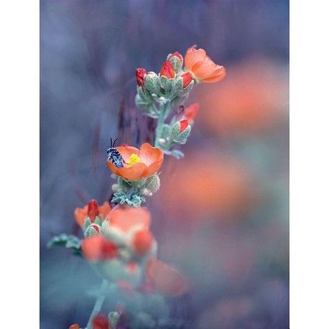 Desert Globemallow I Gold Ornate Wood Framed Art Print with Double Matting by Fitzharris, Tim