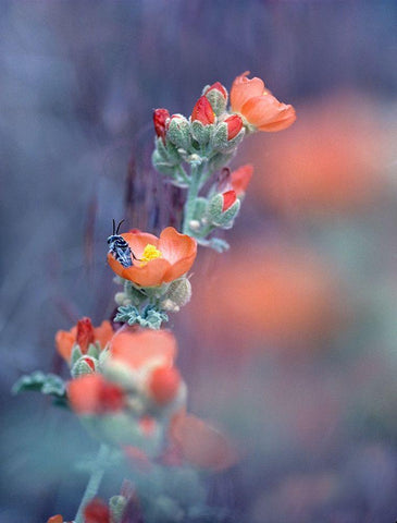 Desert Globemallow I White Modern Wood Framed Art Print with Double Matting by Fitzharris, Tim